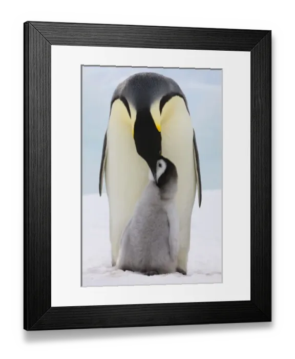 Framed Print : Emperor Penguin (Aptenodytes forsteri) parent feeding chick on ice, Snow Hill Island Framed Print : Emperor Penguin (Aptenodytes forsteri) parent feeding chick on ice, Snow Hill Island