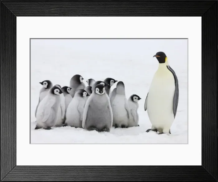 Framed Print : Emperor Penguin (Aptenodytes forsteri) parent with chick on ice, Snow Hill Island