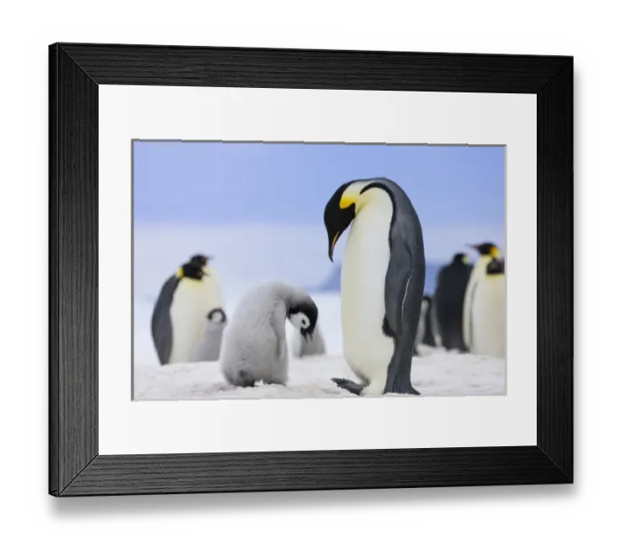 Framed Print : Emperor Penguin (Aptenodytes forsteri) parent with chick on ice, Snow Hill Island