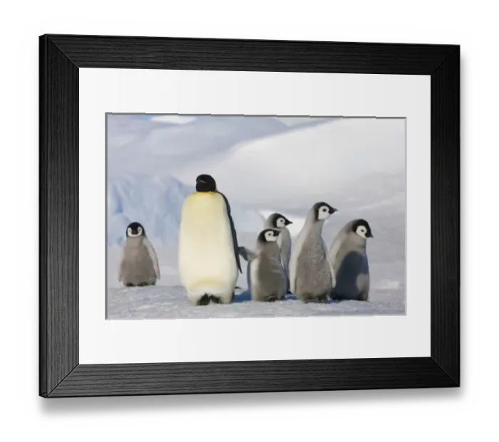 Framed Print : Antarctic, Antarctic