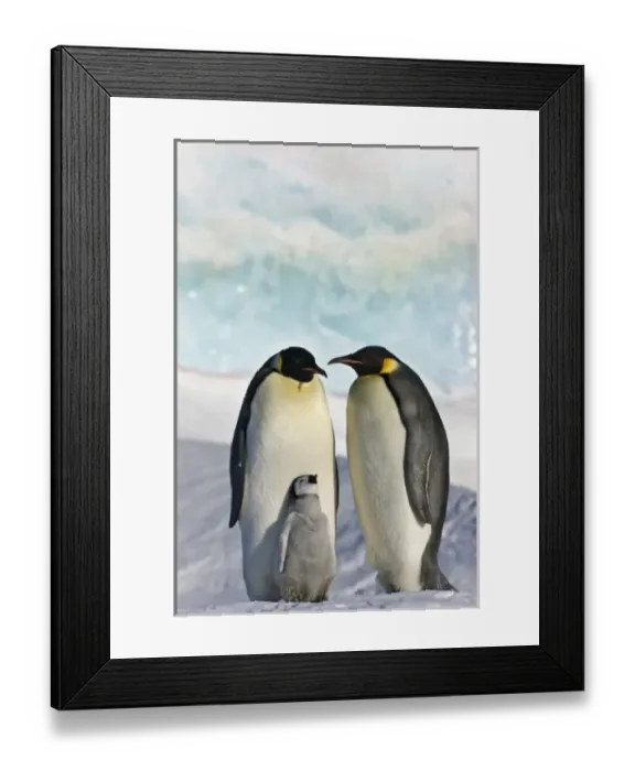 Framed Print : Emperor Penguin (Aptenodytes forsteri) parent with chick on ice, Snow Hill Island Framed Print : Emperor Penguin (Aptenodytes forsteri) parent with chick on ice, Snow Hill Island
