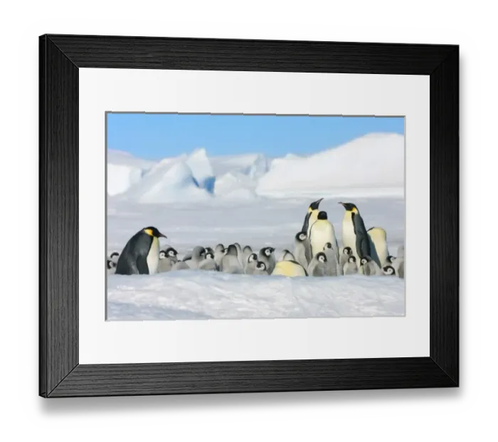 Framed Print : Emperor Penguin (Aptenodytes forsteri) parent with chick on ice, Snow Hill Island Framed Print : Emperor Penguin (Aptenodytes forsteri) parent with chick on ice, Snow Hill Island