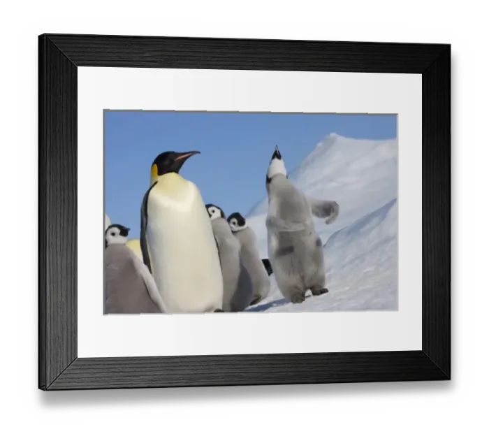Framed Print : Emperor Penguin (Aptenodytes forsteri) parent with chick on ice, Snow Hill Island Framed Print : Emperor Penguin (Aptenodytes forsteri) parent with chick on ice, Snow Hill Island