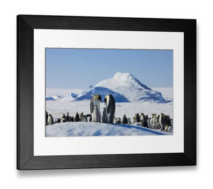Framed Print : Emperor Penguin (Aptenodytes forsteri) parent with chick on ice, Snow Hill Island Framed Print : Emperor Penguin (Aptenodytes forsteri) parent with chick on ice, Snow Hill Island