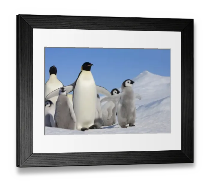 Framed Print : Emperor Penguin (Aptenodytes forsteri) parent with chick on ice, Snow Hill Island