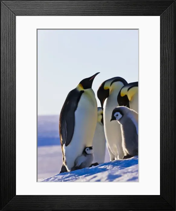 Framed Print : Emperor Penguin (Aptenodytes forsteri) parent with chick on ice, Snow Hill Island Framed Print : Emperor Penguin (Aptenodytes forsteri) parent with chick on ice, Snow Hill Island