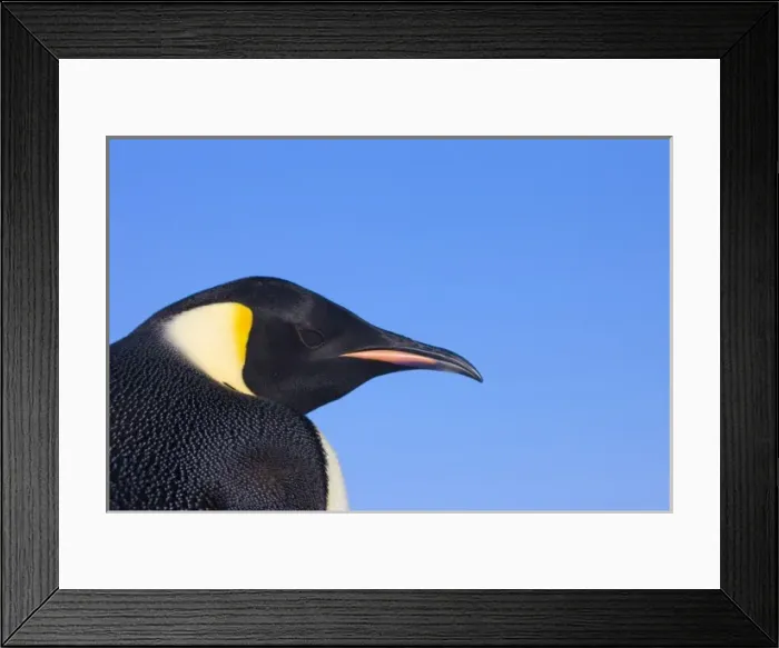 Framed Print : Emperor Penguin (Aptenodytes forsteri), Snow Hill Island, Antarctica Framed Print : Emperor Penguin (Aptenodytes forsteri), Snow Hill Island, Antarctica