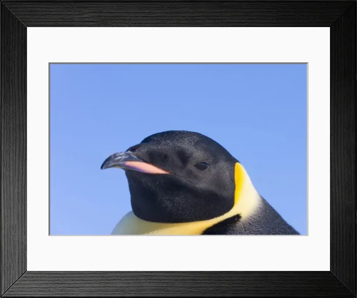 Framed Print : Emperor Penguin (Aptenodytes forsteri), Snow Hill Island, Antarctica Framed Print : Emperor Penguin (Aptenodytes forsteri), Snow Hill Island, Antarctica