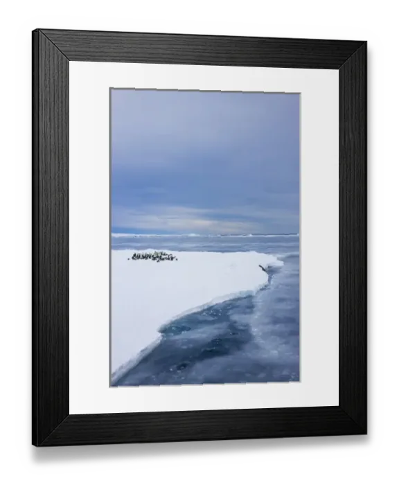 Framed Print : Emperor Penguins (Aptenodytes forsteri) on ice, Snow Hill Island, Antarctica