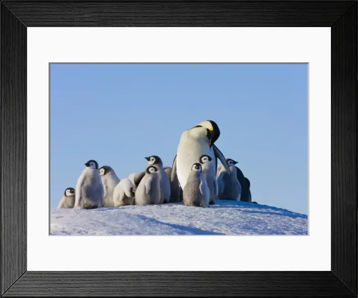 Framed Print : Emperor Penguins (Aptenodytes forsteri) parent with chick on ice, Snow Hill Island Framed Print : Emperor Penguins (Aptenodytes forsteri) parent with chick on ice, Snow Hill Island