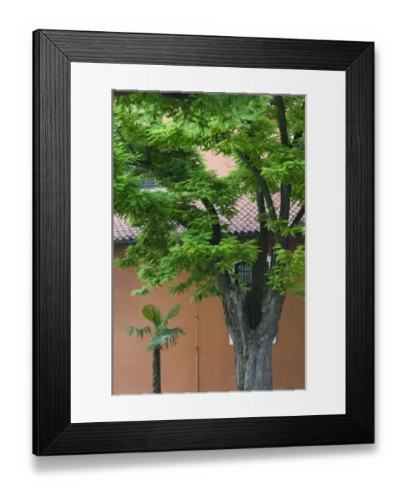 Framed Print : Croatia, Zadar Region, ZADAR. ZADAR Old Town / tree and ochre wall Framed Print : Croatia, Zadar Region, ZADAR. ZADAR Old Town / tree and ochre wall