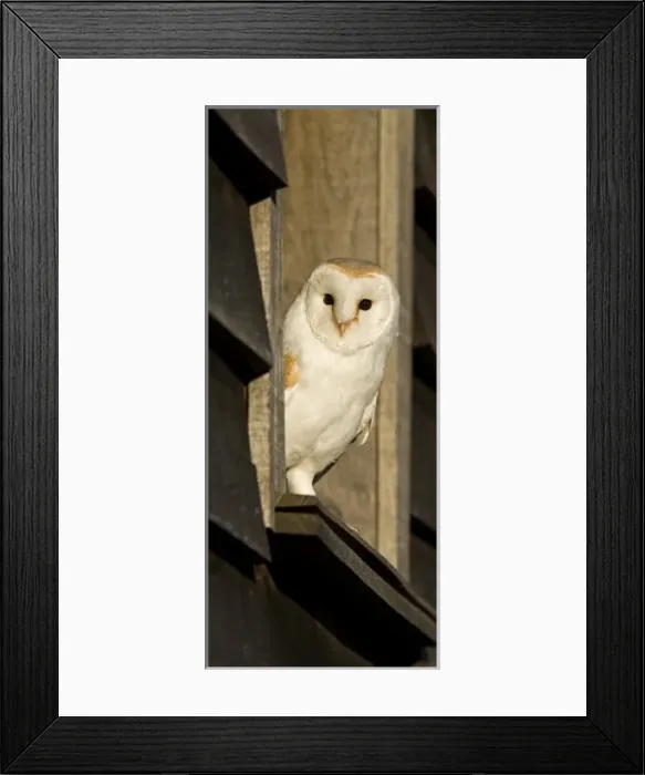 Framed Print : Europe, England Framed Print : Europe, England