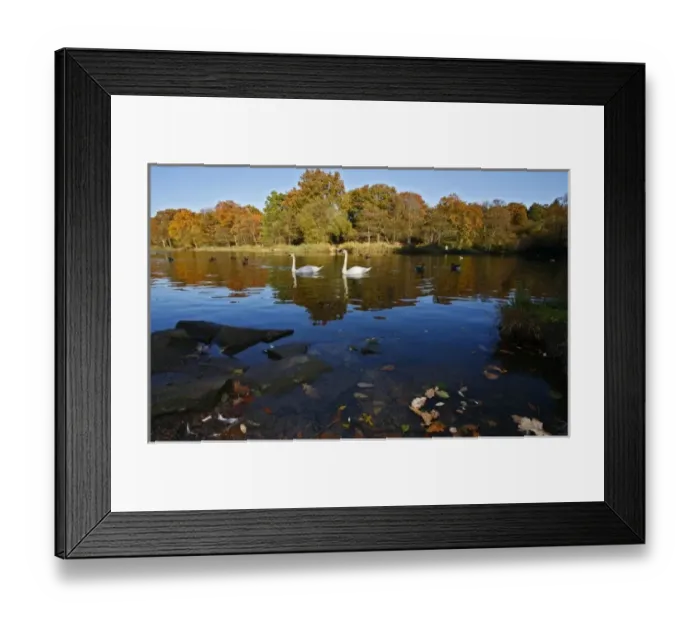 Framed Print : Lake with Swans and Ducks, Forest of Dean, UK
