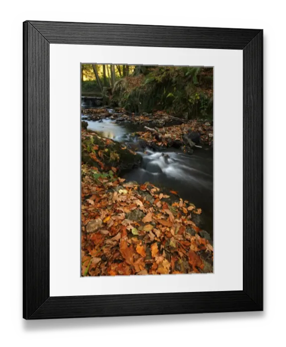 Framed Print : Stream with Fall Leaves in the Forest of Dean, UK Framed Print : Stream with Fall Leaves in the Forest of Dean, UK