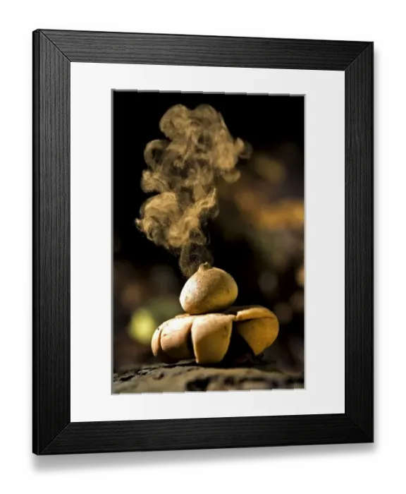 Framed Print : UK, England. Common Earthstar Fungi (Geastrum triplex) releasing spores Framed Print : UK, England. Common Earthstar Fungi (Geastrum triplex) releasing spores