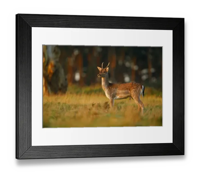 Framed Print : UK, Forest of Dean. Male Fallow Deer standing in forest clearing in early morning light Framed Print : UK, Forest of Dean. Male Fallow Deer standing in forest clearing in early morning light