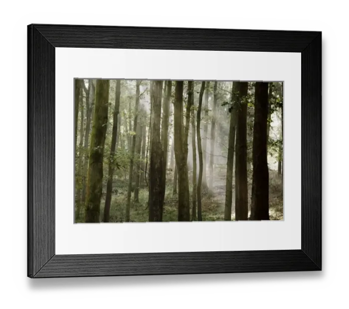 Framed Print : Misty Morning in the Forest Framed Print : Misty Morning in the Forest