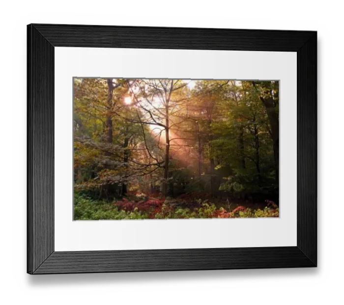 Framed Print : UK. Forest of Dean. Sunbeam penetrating a deciduous Forest during a misty Fall Framed Print : UK. Forest of Dean. Sunbeam penetrating a deciduous Forest during a misty Fall