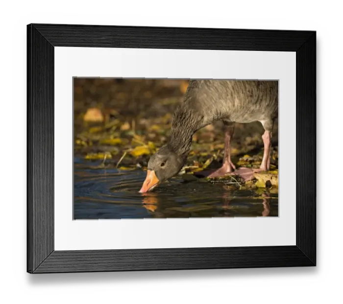 Framed Print : UK, Slimbridge. Greylag Goose (Anser anser) drinking from Pond in Autumn fall Framed Print : UK, Slimbridge. Greylag Goose (Anser anser) drinking from Pond in Autumn fall