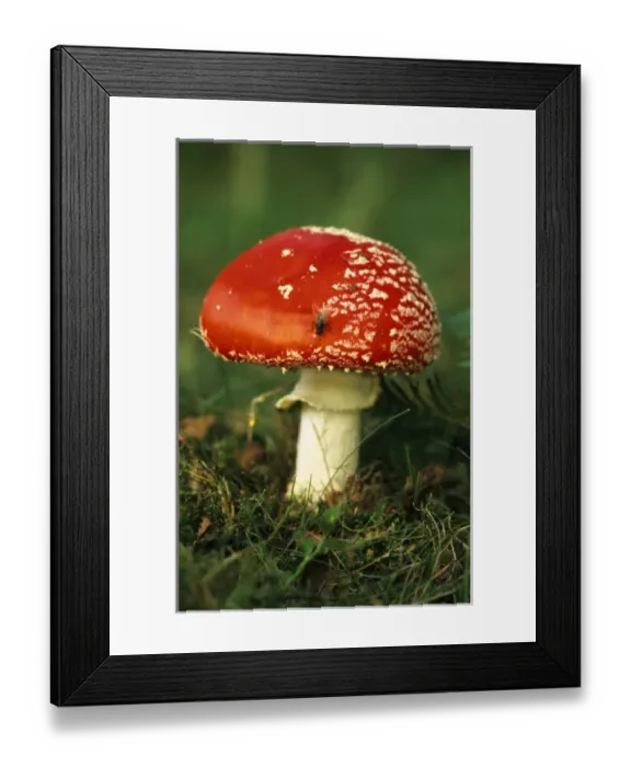 Framed Print : UK. Fly Agaric (Amanita muscaria) mushroom with Fly Framed Print : UK. Fly Agaric (Amanita muscaria) mushroom with Fly