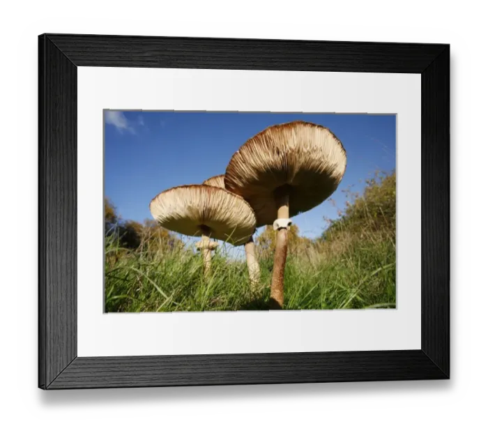 Framed Print : Parasol Fungus (Macrolepiota procera) in Grassland. England, UK Framed Print : Parasol Fungus (Macrolepiota procera) in Grassland. England, UK