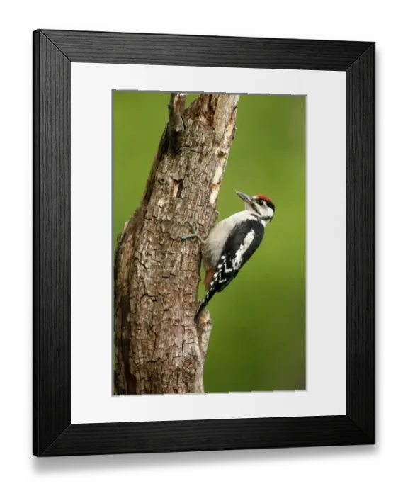 Framed Print : Juvenile Great Spotted Woodpecker (Dendrocopus major) on tree, England Framed Print : Juvenile Great Spotted Woodpecker (Dendrocopus major) on tree, England