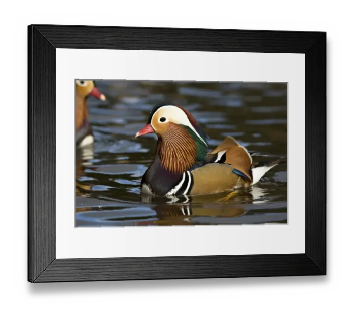 Framed Print : UK. Wild Mandarin Duck (Aix galericulata) Framed Print : UK. Wild Mandarin Duck (Aix galericulata)