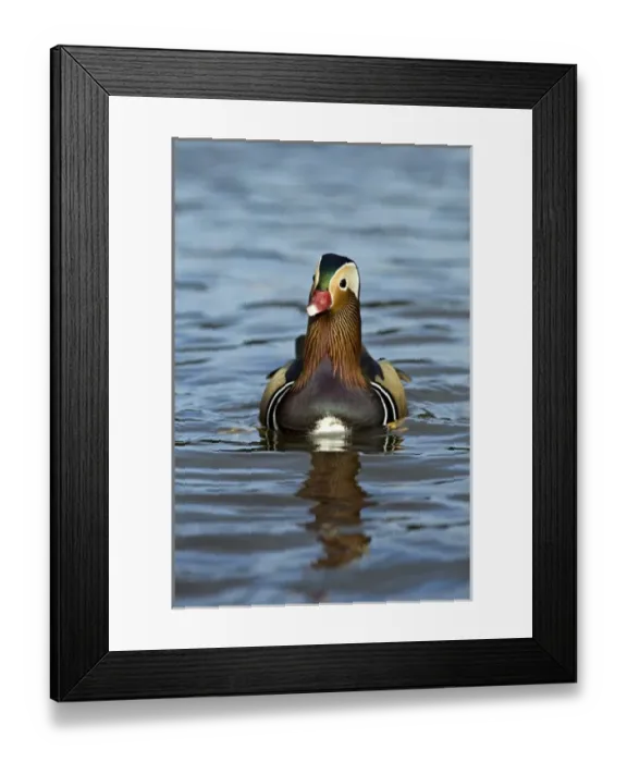 Framed Print : UK. Mandarin Duck (Aix gellerica) Framed Print : UK. Mandarin Duck (Aix gellerica)