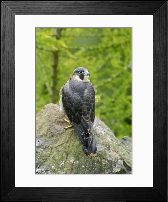 Framed Print : Europe, England Framed Print : Europe, England