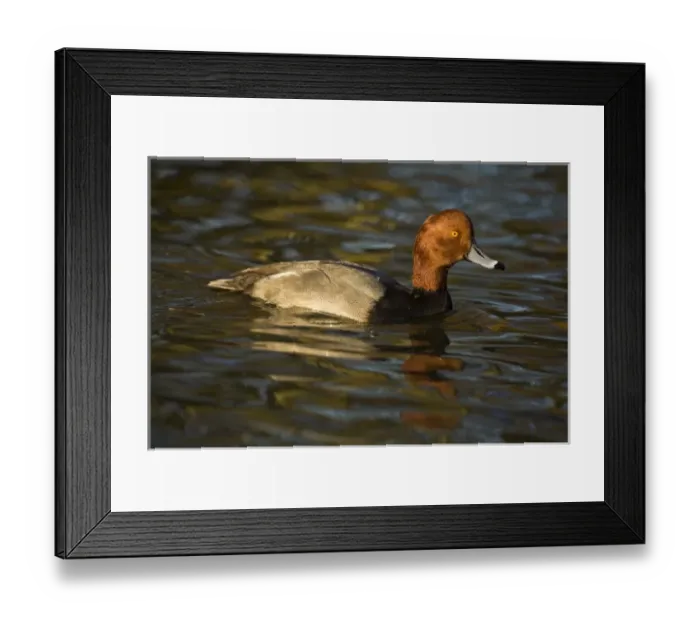 Framed Print : Europe, England Framed Print : Europe, England