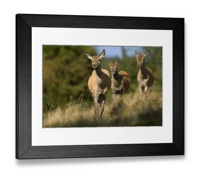 Framed Print : Europe, England Framed Print : Europe, England