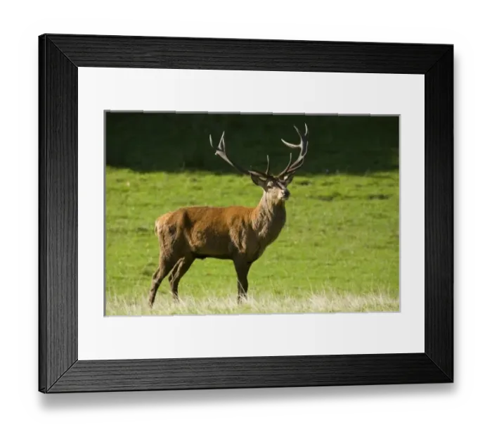Framed Print : Europe, England Framed Print : Europe, England