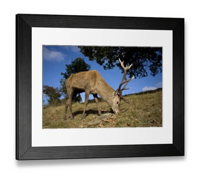 Framed Print : Red Deer (Cervus elephas) in British Countryside Framed Print : Red Deer (Cervus elephas) in British Countryside