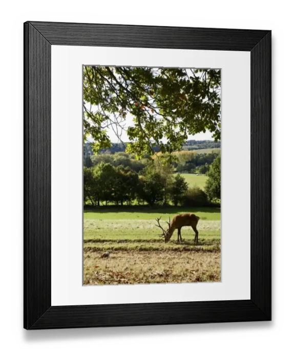 Framed Print : Europe, England Framed Print : Europe, England