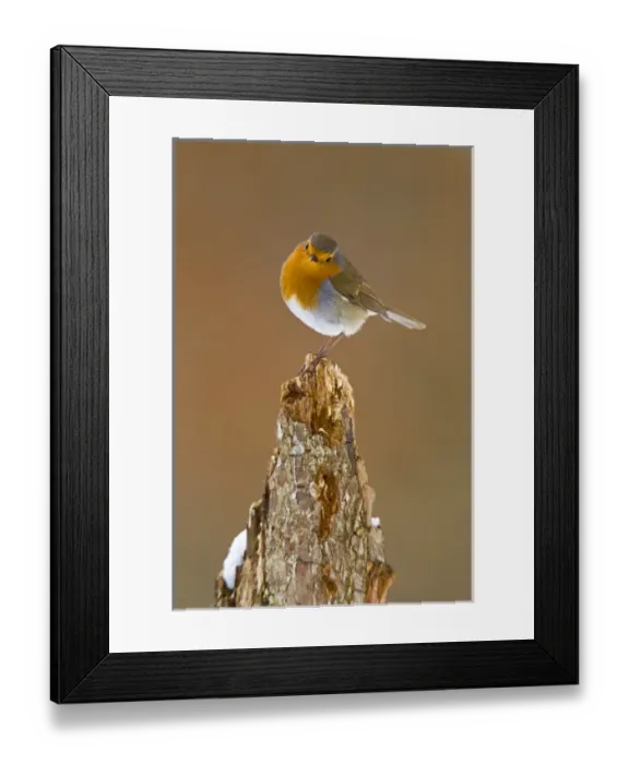 Framed Print : UK. Robin (Erythracus rubecula) on tree stump in winter Framed Print : UK. Robin (Erythracus rubecula) on tree stump in winter