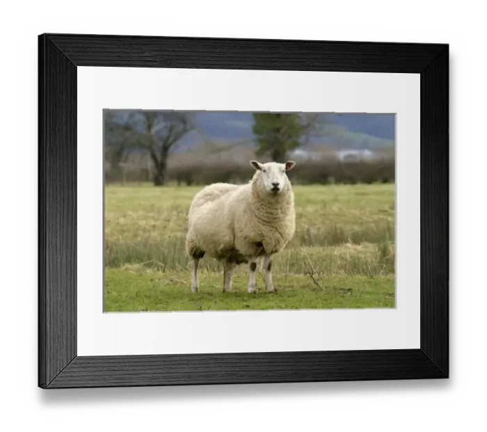 Framed Print : UK, England. Cotswold Sheep Portrait Framed Print : UK, England. Cotswold Sheep Portrait