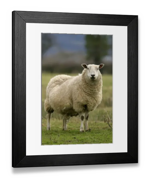 Framed Print : Europe, England Framed Print : Europe, England