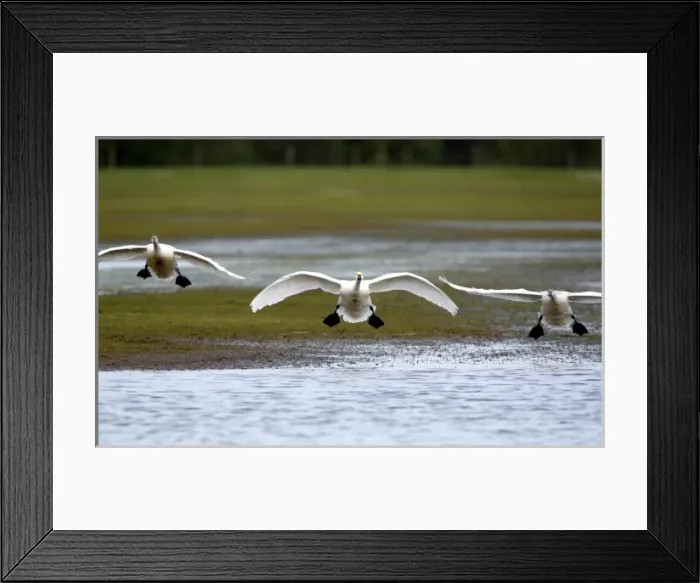 Framed Print : Bewicks Swans (Cygnus columbianus) landing after migrating from the arctic to the UK Framed Print : Bewicks Swans (Cygnus columbianus) landing after migrating from the arctic to the UK