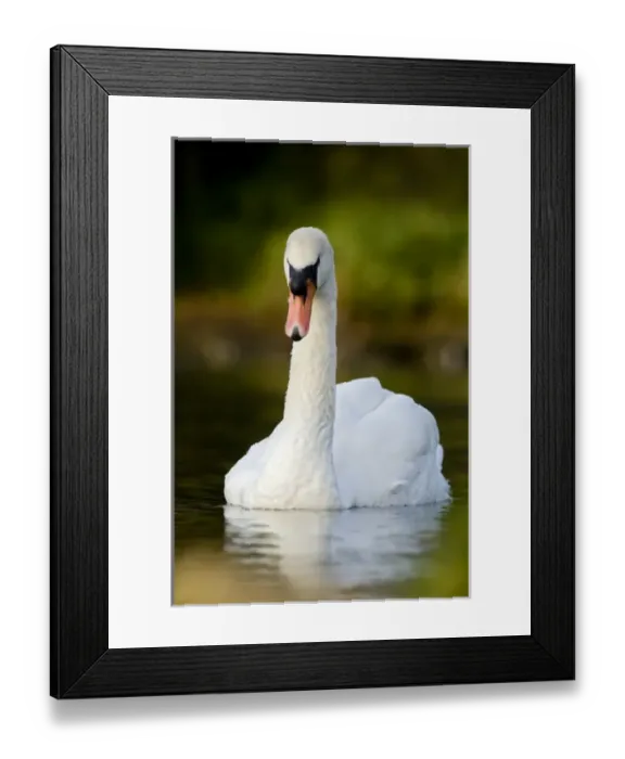 Framed Print : UK, England. Mute Swan (Cygnus olor) portrait