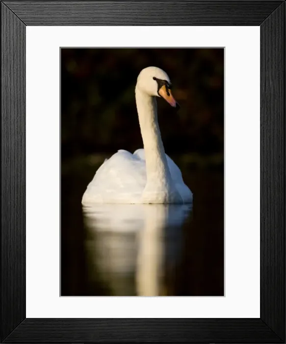 Framed Print : UK. Mute Swan (Cygnus olor) portrait Framed Print : UK. Mute Swan (Cygnus olor) portrait