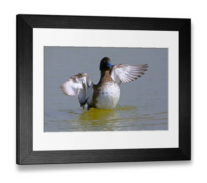 Framed Print : Tufted Duck (Aythya fuligula) flapping wings, England, UK Framed Print : Tufted Duck (Aythya fuligula) flapping wings, England, UK