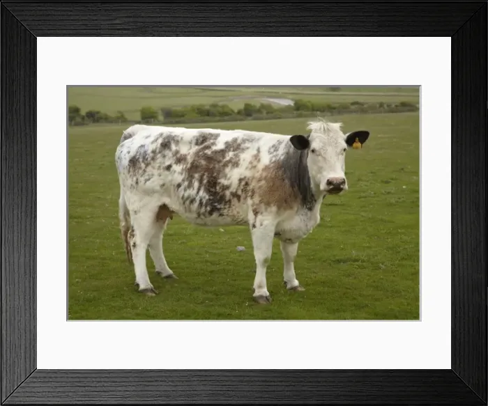 Framed Print : Europe, England