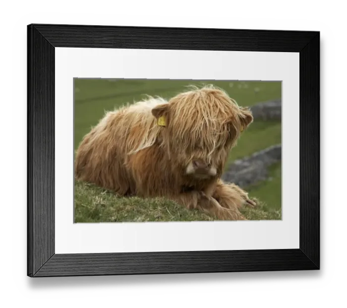 Framed Print : Highland cow near Malham, Yorkshire Dales, North Yorkshire, England Framed Print : Highland cow near Malham, Yorkshire Dales, North Yorkshire, England
