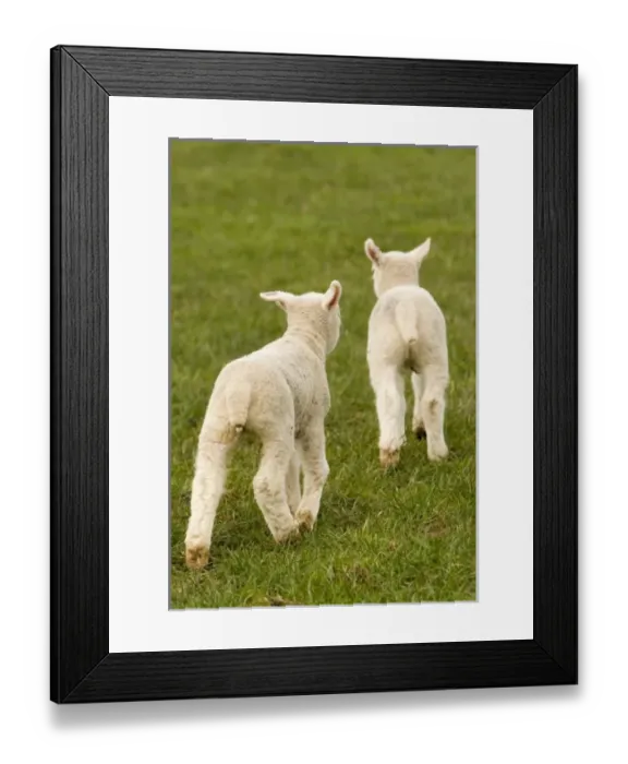 Framed Print : Europe, England Framed Print : Europe, England