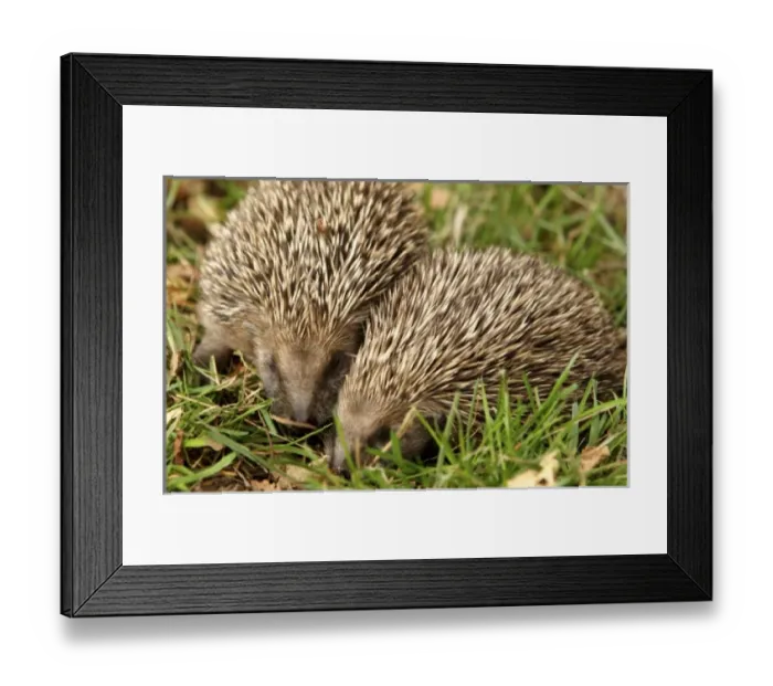 Framed Print : Europe, England