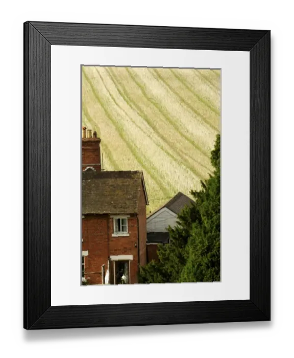 Framed Print : Europe, England, brick farmhouse in front of colorful field Framed Print : Europe, England, brick farmhouse in front of colorful field