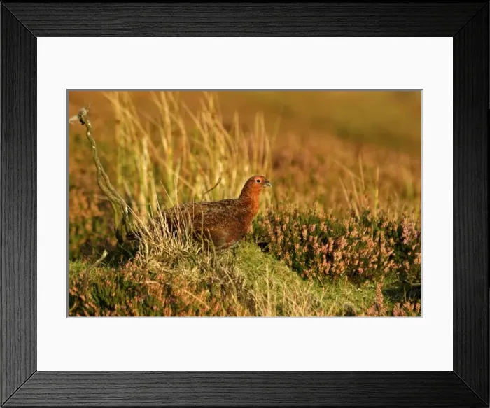 Framed Print : Europe, England, Yorkshire, Red Grouse (Lagopus lagopus scoticus)