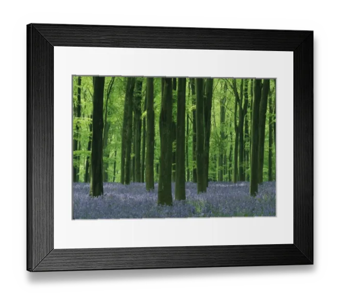 Framed Print : England, Beech forest & Bluebells (Hyacinthoides non-scripta), Wiltshire, England, UK Framed Print : England, Beech forest & Bluebells (Hyacinthoides non-scripta), Wiltshire, England, UK