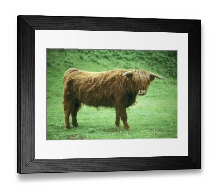 Framed Print : Highland Steer, Island of Mull, Inner Hebrides, Scotland, UK