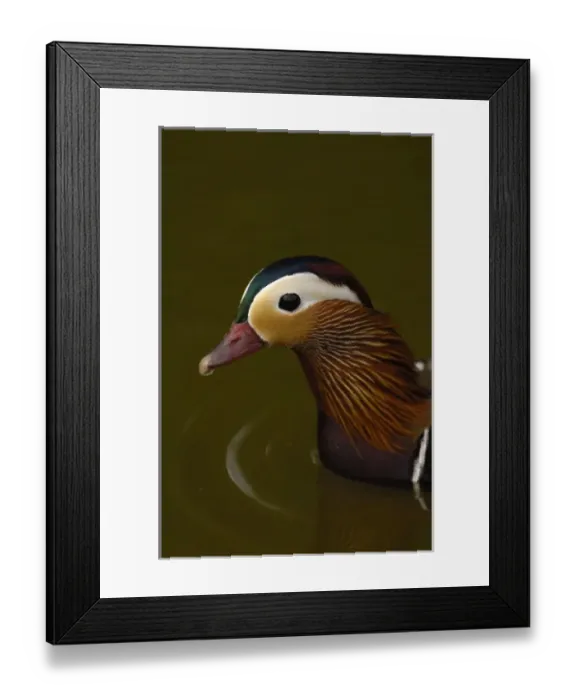 Framed Print : Mandarin Duck (Aix galericulata) Slimbridge Wildfowl and Wetlands Trust SW England